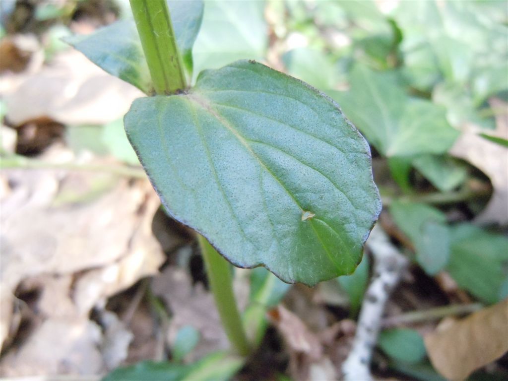 Ajuga reptans